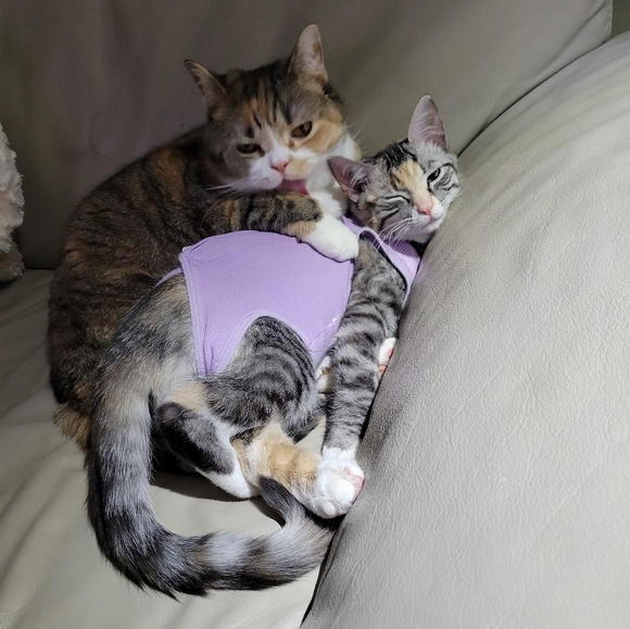 Meet your Posher, Bella - Picture 1 of 1